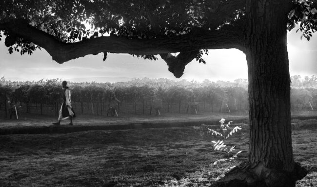 Monk walking along the vineyard with a large tree on the outskirts