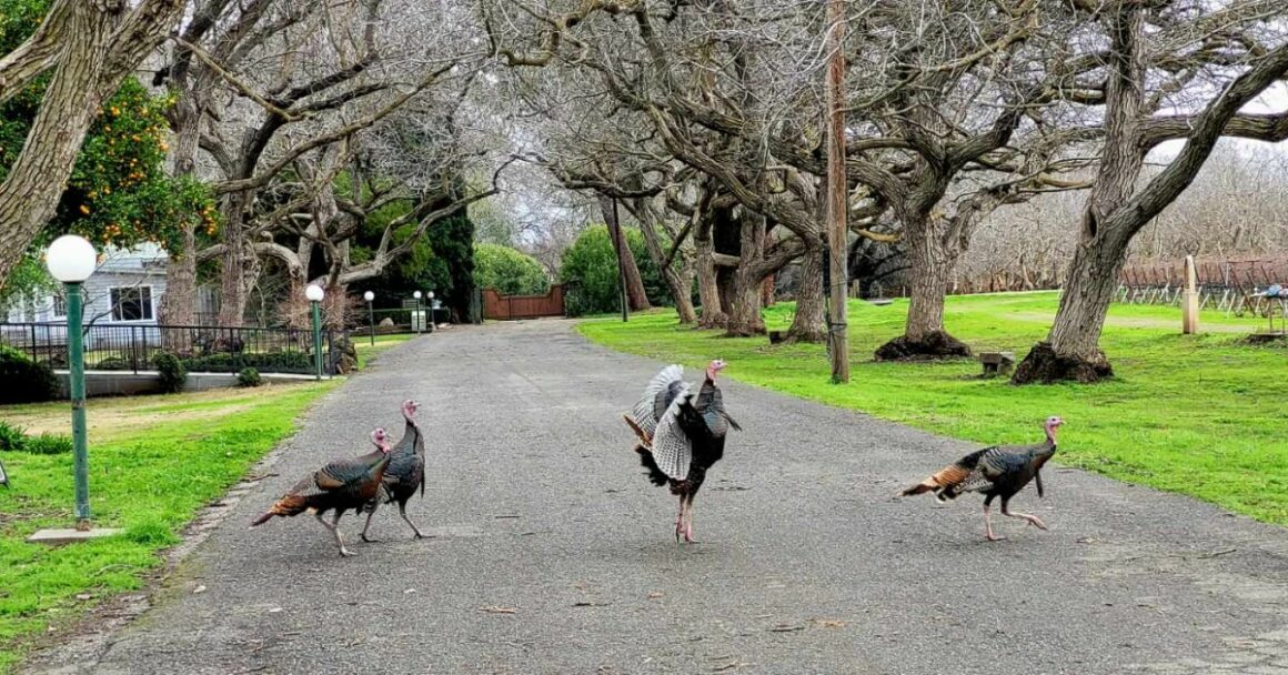 turkeys cross the road at New Clairvaux Abbey