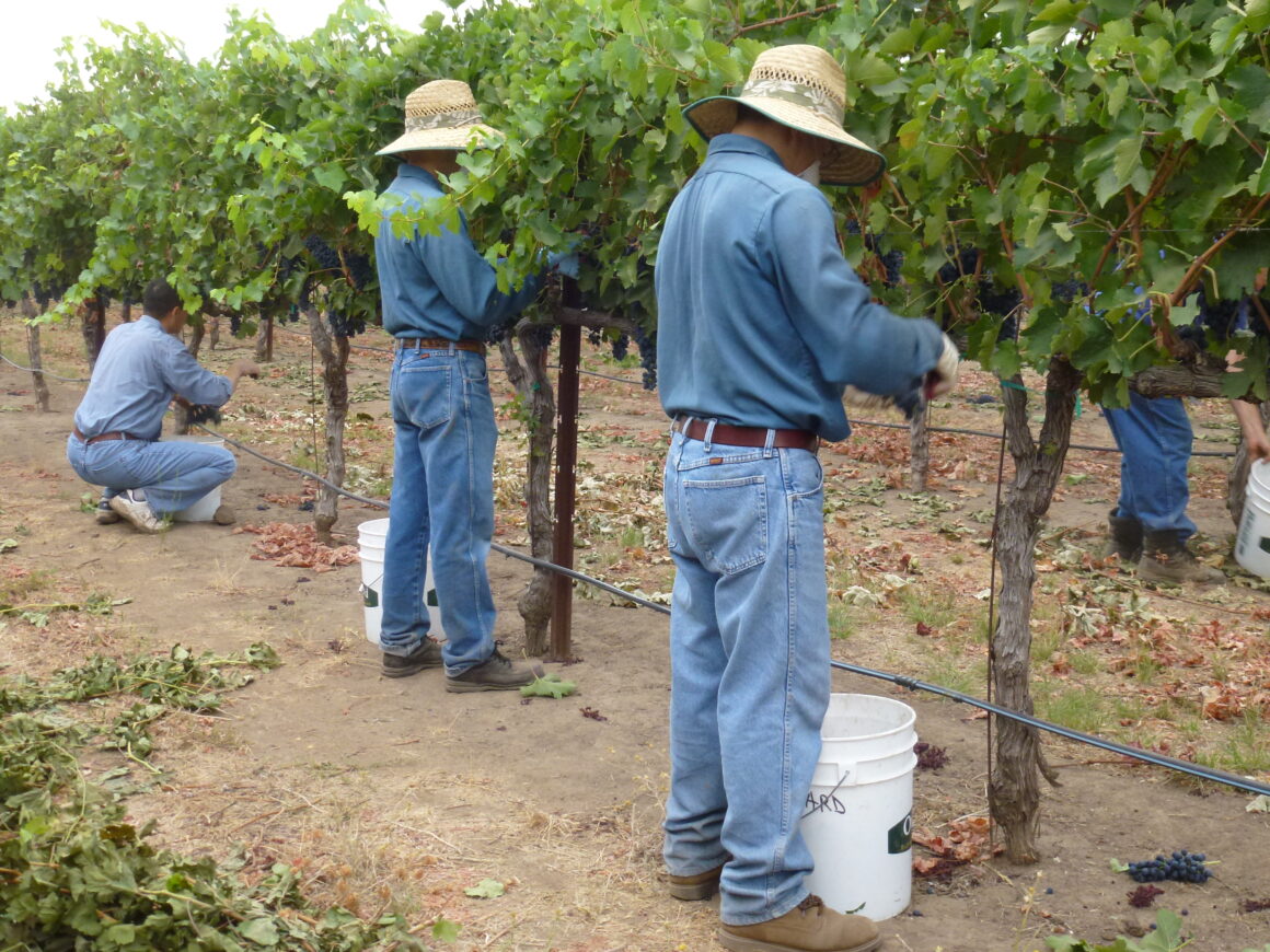 monks in work clothes picking grapes from vines