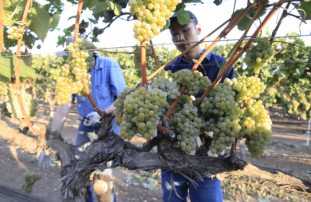 Workers in the vineyard with large clusters of grapes